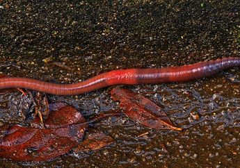 5 Arti Mimpi Tentang Cacing Dianggap Jadi Pembawa Rezeki hingga Ada Musuh dalam Selimut!