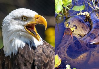 Bikin Merinding Sekaligus Girang, Arti Mimpi Bertemu 5 Hewan Ini Ternyata Punya Makna Mengejutkan, Waspada Jika Mimpi Anaconda! 