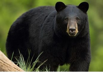 Waspada, Arti Mimpi Dikejar Beruang Hitam Ternyata Menjadi Pertanda Buruk Terkait dengan Kondisi Kesehatan, Simak Penjelasan Lengkapnya!