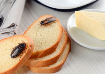 Arti Mimpi Membunuh Kecoa Ternyata Bukanlah Pertanda Buruk, Bisa Jadi Bakal Dapat Kenaikan Gaji hingga Ungkap Takdir Asmara