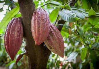 Nyesel Banget Baru Tahu! Buah Kakao Ternyata Bisa Menjadi Obat Alami Pereda Depresi dan Memperbaiki Suasana Hati, Caranya pun Simple Banget
