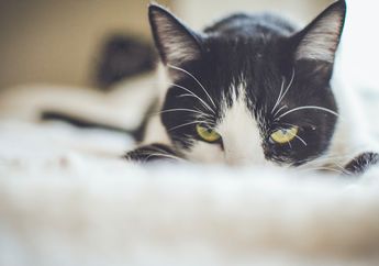 5 Hal yang Menyebabkan Kucing Tidak Bisa Diam, Kucing Peliharaanmu Juga Mengalaminya?