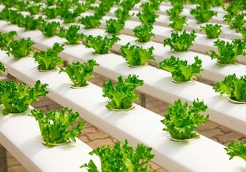Mengandung Banyak Nutrisi, Ketahui 7 Manfaat Daun Selada bagi Kesehatan