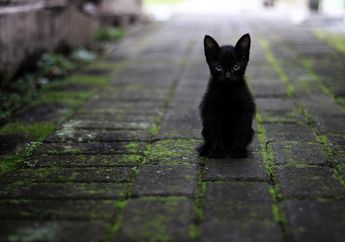 5 Arti Mimpi Menemukan Kucing Hitam di Keramaian, Pertanda Keberuntungan atau Sebaliknya?