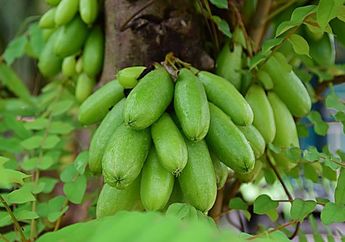 Kaum Hawa Pasti Girang! Gak Cuma Bikin Kulit Makin Glowing, Belimbing Wuluh Faktanya Ampuh Hilangkan Uban