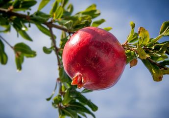 5 Arti Menanam Pohon Delima di Rumah, Ternyata Jadi Pertanda Bakal Dilimpahi Kemakmuran? Simak Penjelasannya