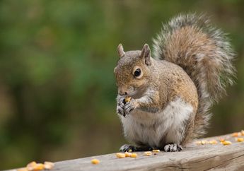 Dikhianati Teman atau Raih Kesuksesan, Mana Arti Mimpi Tentang Tupai yang Kamu Lihat Semalam?