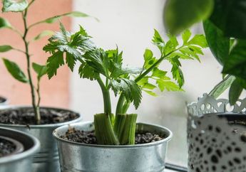 Pokoknya Mulai Besok Biasakan Minum Segelas Rebusan Seledri Setiap Pagi Hari Sebelum Sarapan, Dijamin Tubuh Akan Alami Hak Menakjubkan Ini