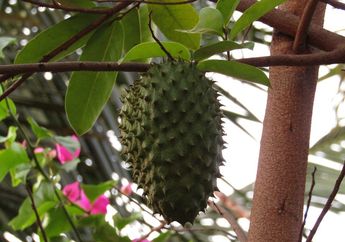 Cuma 10 Menit Rebus Daun Sirsak Lalu Minum Airnya, Mendadak Tubuh Akan Rasakan Efek Luar Biasa Ini, Hasilnya Menakjubkan!