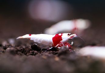 Arti Mimpi Menangkap Udang Putih, Ternyata Jadi Pertanda Baik Ini, Simak Penjelasannya