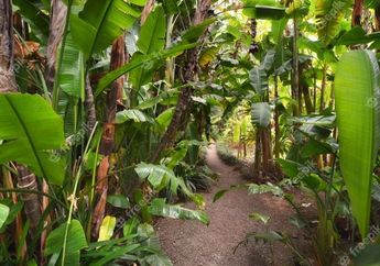 Sering Diabaikan, Ternyata Batang Pohon Daun Pisang Punya Segudang Manfaat Kesehatan hingga Ampuh untuk Obati Penyakit-penyakit Berikut