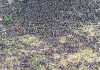 Pertama Kali Terjadi! Ribuan Burung Pipit di Bali Mendadak Mati, Sempat Dikuburkan dengan Upacara Ala Hindu, BKSDA ungkap Dugaan Penyebab Kematian sang Hewan