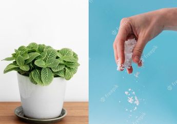 Waduh! Ternyata Ini yang Terjadi Jika Iseng Menaburkan Garam Dapur ke Tanaman Hias Anda, Jangan Kaget Lihat Perubahannya!