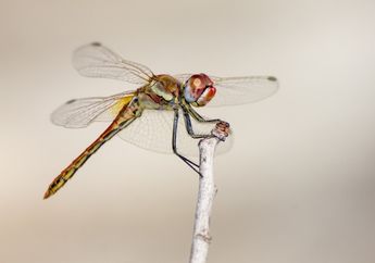 Arti Mimpi Capung Ternyata Berkaitan dengan Pertanda Baik, Bisa Jadi Kamu Akan Dapat Pelajaran Berharga untuk Bertahan Hidup 