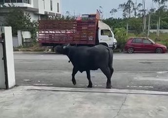 Sungguh Meresahkan! Jadi Korban Kerbau Liar, Pria Ini Pasrah Mobilnya yang Terparkir Rapi Malah Remuk Dihantam si Hewan Ternak, Begini Kondisinya Sekarang