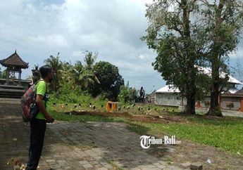 Heboh Ribuan Burung Pipit Mendadak Mati Berjatuhan di Makam hingga Dikaitkan dengan Hal Mistis, Kini Terkuak Penyebabnya