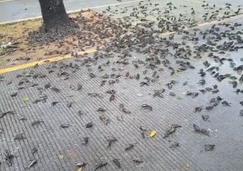 Sempat Bikin Seantero Bali Heboh, Ratusan Burung Pipit Mati Mendadak Kini Terjadi di Cirebon, Ini Dia Dugaan Penyebab Terjadinya Fenomena Unik Tersebut