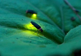 Selama Ini Banyak yang Belum Tahu, Inilah Fakta Menarik Tentang Kunang-kunang Betina dan Jantan Ketika Menghasilkan Cahaya