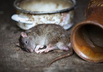 Gampang Banget, Terbongkar yang Jadi Kelemahan Tikus hingga Buat Mereka Tak Bakal Lagi Masuk ke Rumah, Apa Saja?