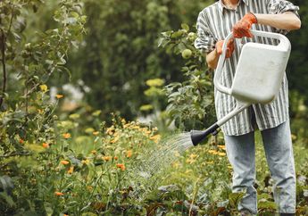 Daripada Dibuang Coba Siram Air Cucian Beras untuk Tanaman di Rumah, Nyesel Baru Tahu Manfaatnya Ternyata Seajaib ini!