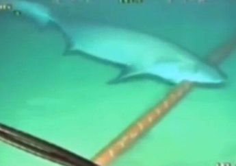 Geger! Kabel Indihome Digigit Hiu di Dasar Laut hingga Sebabkan Jaringan Down, Begini Fakta Mengejutkan di Baliknya