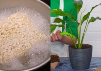 Tidak Sengaja Buang Air Bekas Rebusan Mi Instan ke Tanaman, Jangan Kaget Kalau Lihat Sesuatu Terjadi, Manfaatnya Bikin Syok Banyak Orang