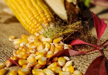 Tak Perlu Pakai Pisau, Ini 2 Cara Mudah untuk Memipil Jagung