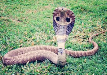 Berlagak Jagoan Tangkap Ular King Kobra dengan Tangan Kosong, Cuma Dalam Hitungan Detik Pria ini Ambruk, Nasibnya Berakhir Seperti ini