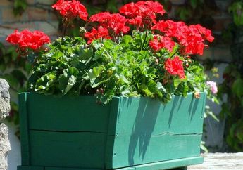 5 Tanaman Hias Ini Cocok Diletakkan di Dalam Rumah, Ada Geranium hingga Begonia