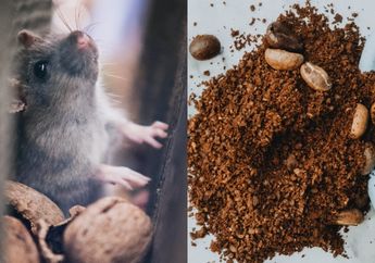 Waspada Virus Akibat Kotoran Hewan Pengerat! Coba Pakai Bubuk Kopi, Tikus Dijamin Kapok ke Dapur Lagi
