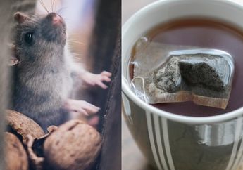Tak Hanya Bubuk Kopi, 4 Bahan Ini Ampuh Basmi Tikus yang Sering Bertamu ke Dapur, Hama Pengerat Dijamin Mabok to the Bone!
