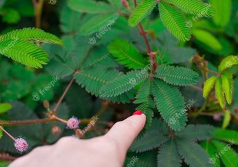 Iseng-iseng Oleskan Daun Putri Malu Pada Tubuh, Siapa Sangka Efek Menakjubkan Ini yang Justru Terjadi