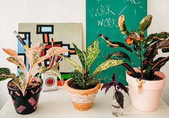 3 Trik Sederhana Membuat Aglonema Tumbuh Besar dan Berdaun Lebat, Pecinta Tanaman Hias Wajib Tahu!