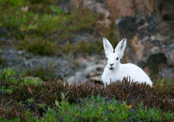 Arti Mimpi Menangkap Kelinci Putih Menurut Primbon, Siap-siap Keberhasilan Ada di Depan Mata!