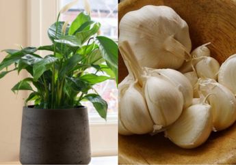 Bukan Sulap Bukan Sihir, Cuma Campurkan Air Bawang Putih Saat Menyiram Tanaman, Jangan Kaget dengan Perubahan Ini 3 Hari Kemudian