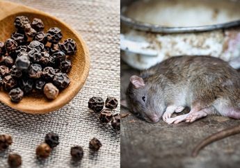 Cuma Modal Merica dan Bahan Dapur Lain, Ternyata Begini Cara Jitu untuk Basmi Tikus di Rumah Tanpa Repot Berurusan dengan Bangkai