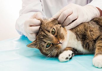 Cara Membersihkan Telinga Kucing Ini Ternyata Mudah dan Aman Dicoba