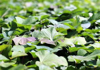 Nyesel Baru Tahu Sekarang! Rutin Makan Daun Ubi Jalar Rebus Ternyata Bisa Dapatkan Manfaat Luar Biasa Ini!