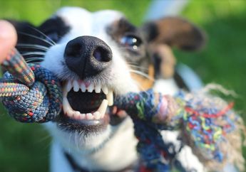 Arti Mimpi Diserang Binatang Ternyata Mengisyaratkan Sebuah Peringatan Besar Akan Hal Ini
