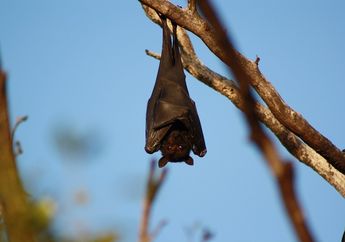 Benarkah Arti Mimpi tentang Kelelawar Dikaitkan dengan Kejahatan? Simak Tafsir Lengkapnya!