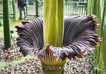 Bunga Bangkai Amorphophallus Titanum Mekar Sempurna di Kebun Raya Cibodas
