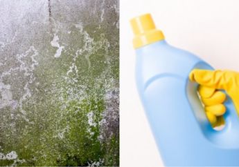 Satu Indonesia Nyesel Baru Tahu, Ternyata Lumut di Dinding Bisa Hilang dengan Satu Bahan Ini Saja, Hasilnya Langsung Terlihat!