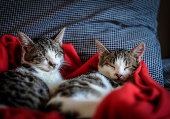 Bikin Makin Sayang, Ternyata Ini Alasan Kucing Tidur di Atas Pakaian Pemiliknya