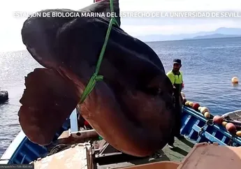 Melihat Ikan Mola-mola Seberat Dua Ton Tangkapan Nelayan di Ceuta