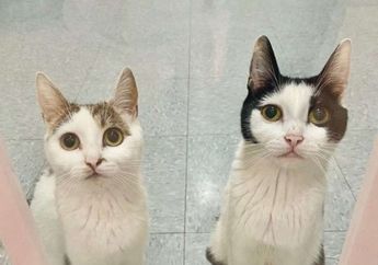 Gemas Sekaligus Haru, 2 Kucing Ini Tak Mau Dipisahkan dan Ingin Diadopsi Bersama