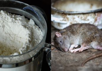 Bye-bye Bahan Kimia Tak Sehat! Ternyata Cuma Pakai Bahan Pembuat Kue ini Tikus Auto Minggat Tak Kembali, Gampang Banget!
