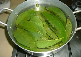 Modal Rendam 4 Lembar Daun Jambu Lalu Minum Airnya, Jangan Kaget Kalau Seumur Hidup Nggak Pernah Sakit Lagi, Ini Faktanya!