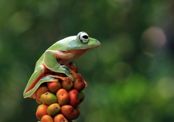 Arti Mimpi Tentang Katak Ternyata Berkaiatan dengan Tujuan Hidup, Jangan Sia-siakan Kesempatan Emas!