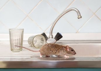 Susah Payah Usir Tikus Pakai Jebakan Tapi Selalu Gagal? Coba Gunakan Beras yang Ditumbuk, Dijamin Hama Ini Ngacir dari Rumah