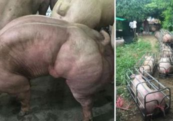 Sebuah Peternakan Mengembangbiakkan Babi Berotot, Kondisi Hewan Tampak Miris
